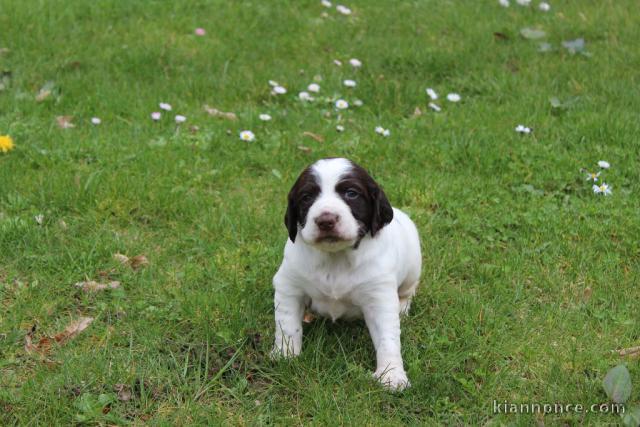 Magnifique chiot épagneul non lof a donner