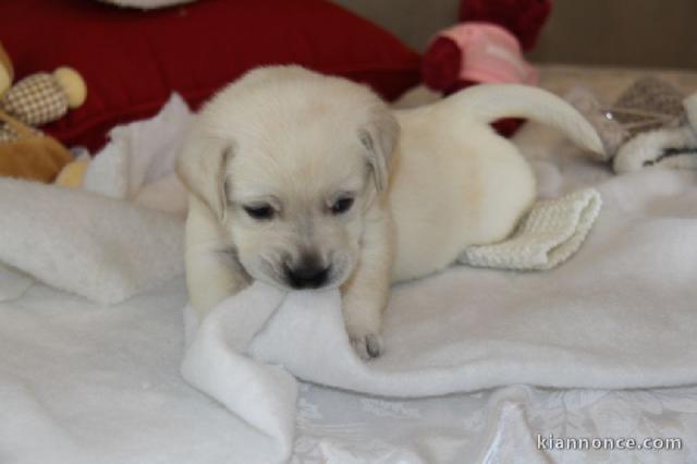 Adorables chiots labrador (type) a donner