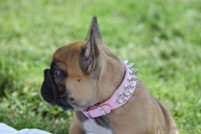 Chiot bouledogue français a donner