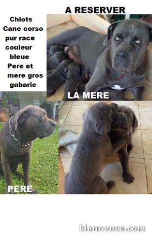  magnifique chiots CANE CORSO