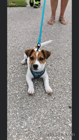 chiot beagle male.     