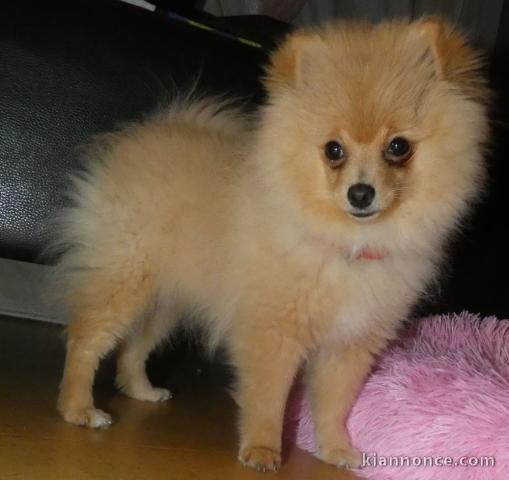 Chiot Spitz Nain pomeranien a donner