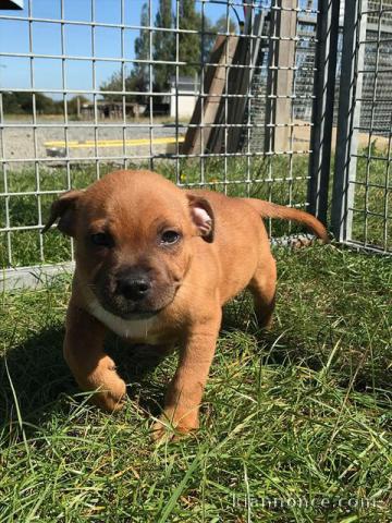 A ceder Staffordshire bull terrier