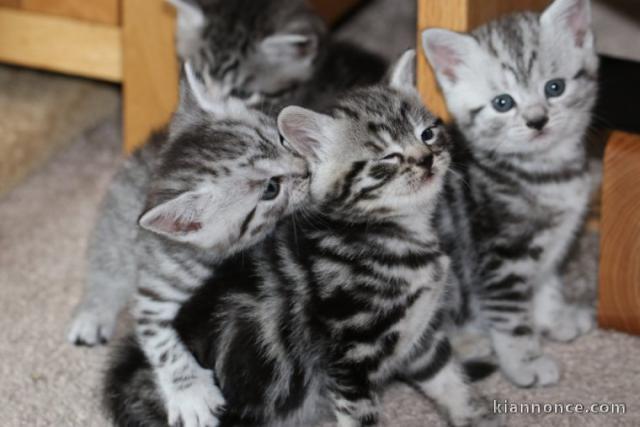 Adorable chatons British Shorthair  