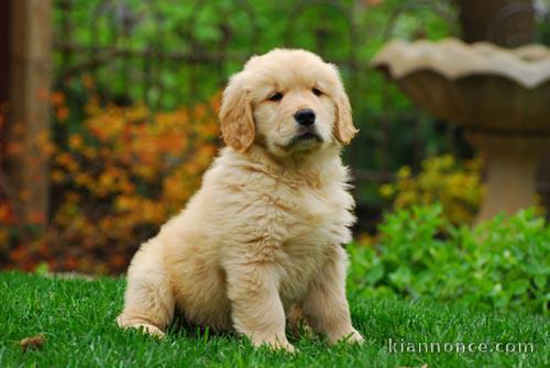 Adorable chiot  golden retriever à donner .