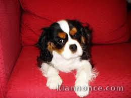 Pour Noel adorable chiot Cavalier King Charles  a donner 