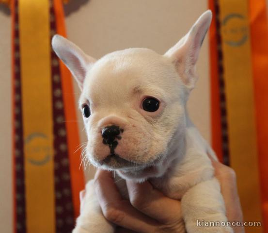 Manifique chiots Bouledogue français a donner contre bon soin