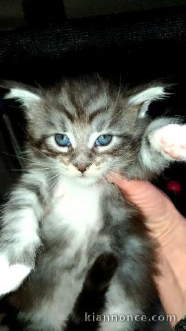 Disponible de suite bb chatons Maine Coon a adopter