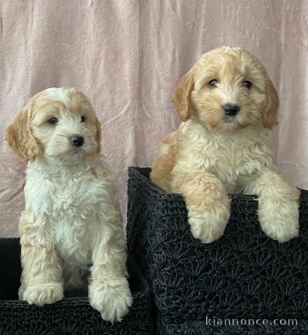 Magnifique chiots F1 Cockapoo pour adoption