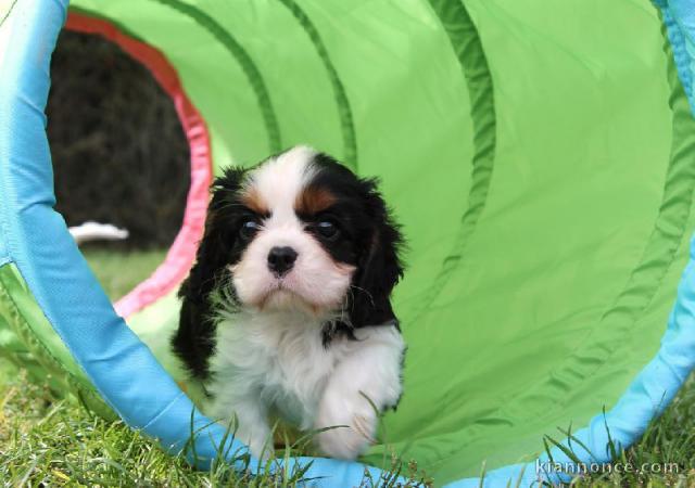  Adorable chiot de type cavalier king charles
