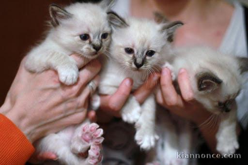 Nous avons des chatons Sacré de Birmanie disponibles à l’adoption