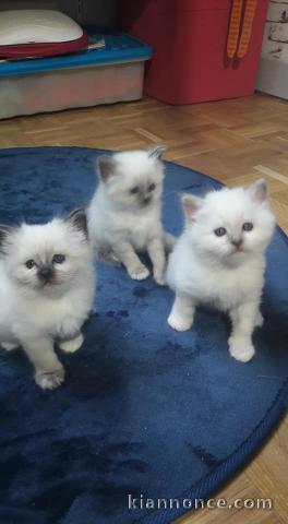 Nous avons des chatons Sacré de Birmanie disponibles à l’adoption