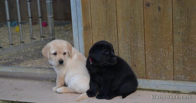 A donner chiots labrador