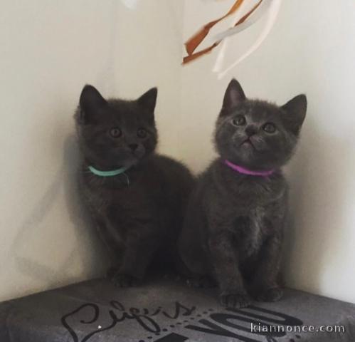  Adorables chatons chartreux à donner 