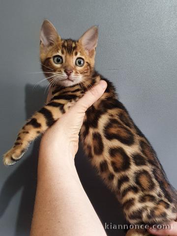 adorable chatons de Bengal LOOF. disponible de suite