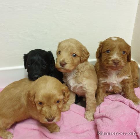 Magnifique chiots F1 Cockapoo pour adoption