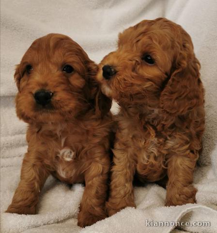 Magnifique Chiots Cavapoo disponible de suite