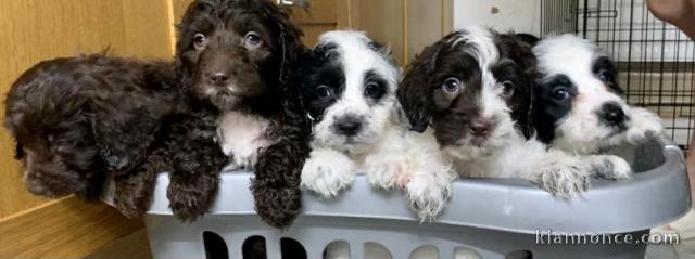 Magnifique chiots F1 Cockapoo pour adoption