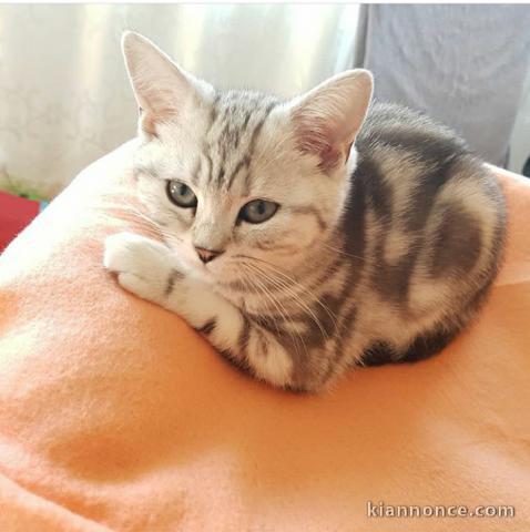 Superbes bébés British Shorthair