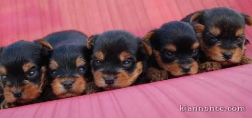 Superbes Chiots Yorkshire Terrier Pure Race