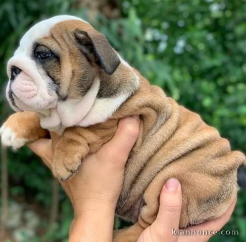 Chiots bulldog anglais LOF disponible de suite 