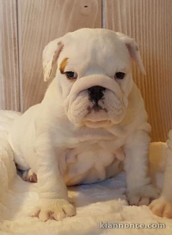 Chiots bulldog anglais LOF disponible de suite 