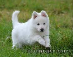 Adorable chiot Berger Blanc Suisse  à donner