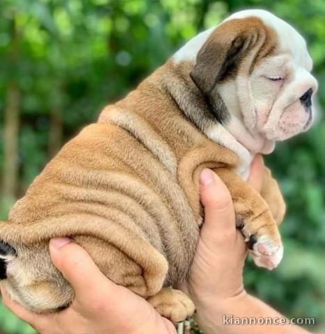 Chiots bulldog anglais LOF disponible de suite 