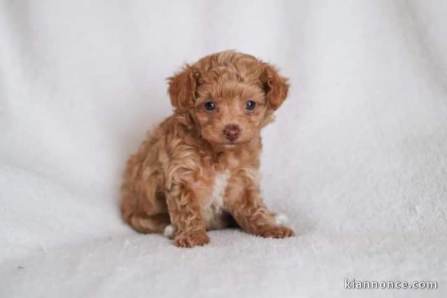 Magnifique chiots caniche bichon disponible de suite 