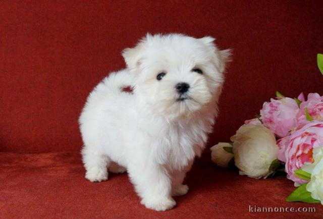 magnifique chiot bichon maltais 