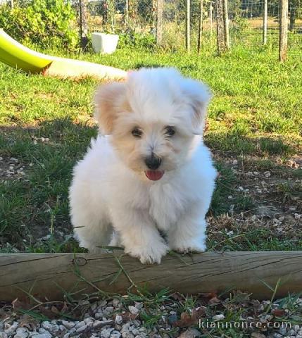 Chiot coton de tulear a donner