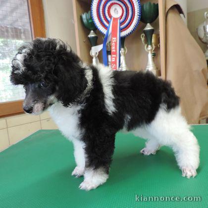 chiots Caniche  a donner