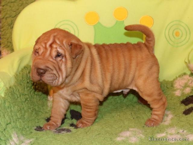 chiot Shar Pei PURE RACE