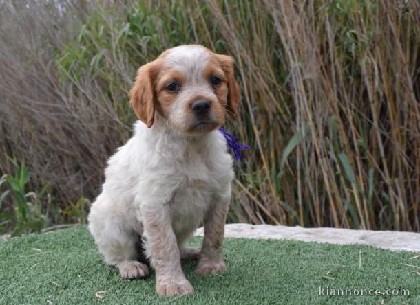 Chiot epagneul breton a donner