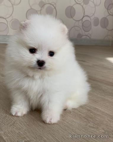 Adorable Spitz pomeranian nain a donner