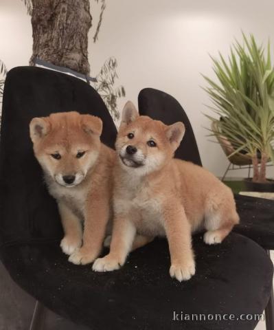 chiots Shiba inu a donner