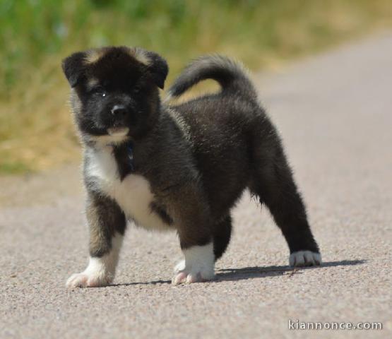 chiot Akita Américain a donner