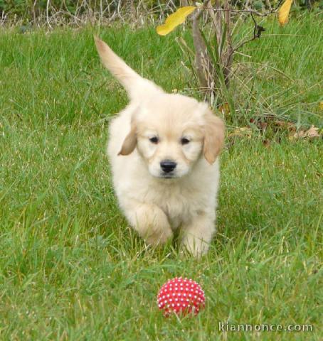 chiots golden retriever  a donner