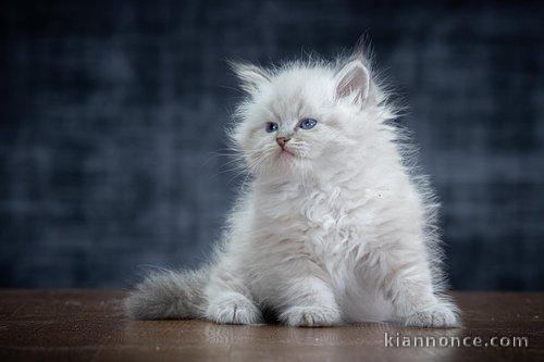 magnifique chaton Sibérien a donner