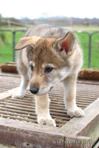 Chiots Chien-loup tchécoslovaques