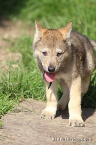 Chiots Chien-loup tchécoslovaques