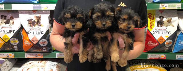 trois manifique chiots YORKSHIRE  a donner contre bon soin