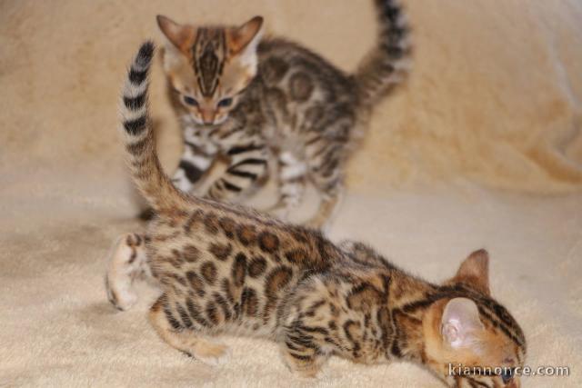 adorable chatons de Bengal LOOF. disponible de suite