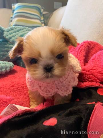 adorable chiot shih tzu 