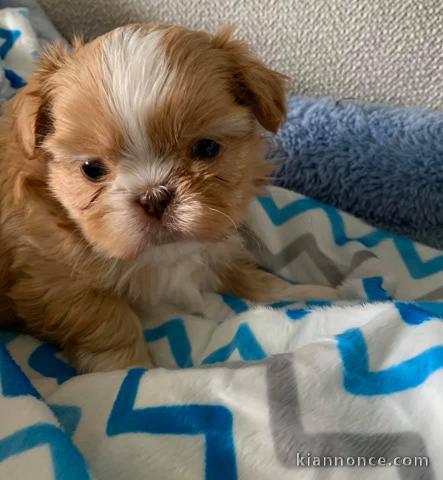 adorable chiot shih tzu à donner 