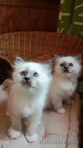 Adorables chatons sacré de Birmanie à donner 