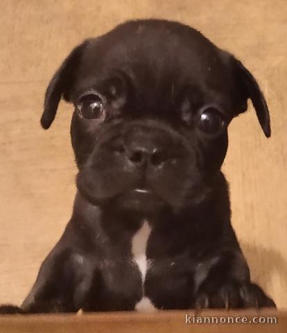 Chiots bouledogue français