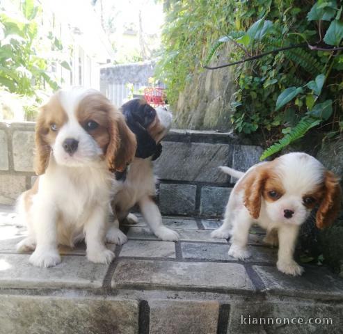 Magnifique Chiots Cavalier King disponible de suite