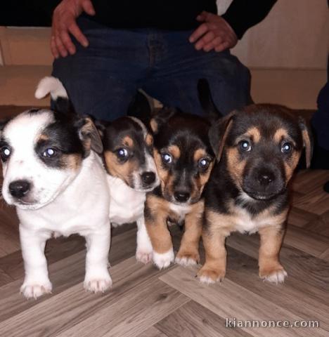 CHIOTS JACK RUSSEL A DONNER PAS A VENDRE 