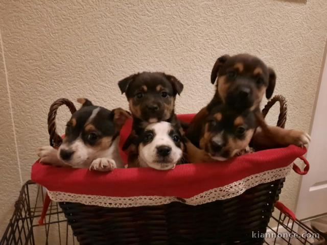 CHIOTS JACK RUSSEL A DONNER PAS A VENDRE 